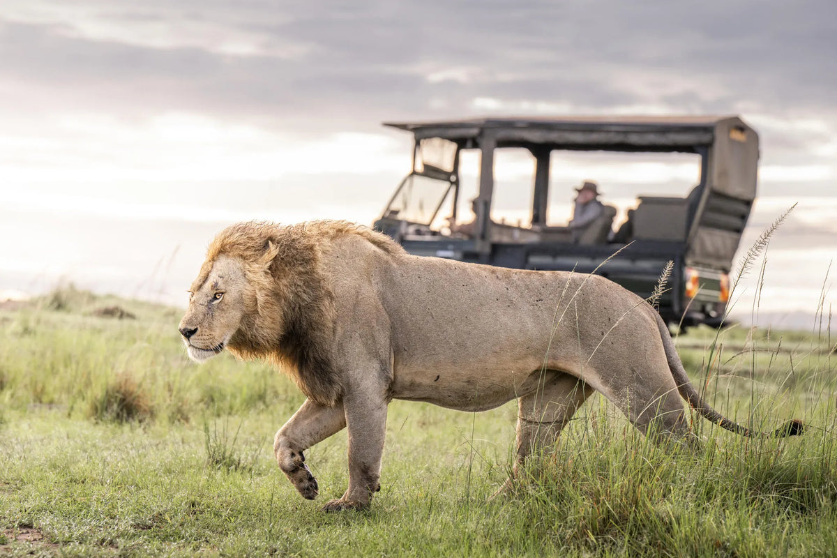Governors' Il Moran Camp at Governors' Il Moran Camp, Masai Mara National Reserve, Kenya.