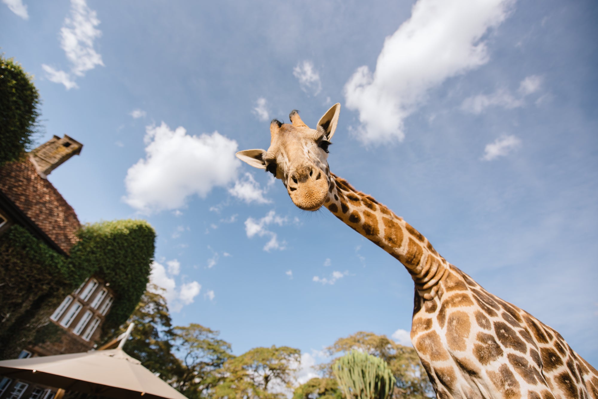 Giraffe Manor