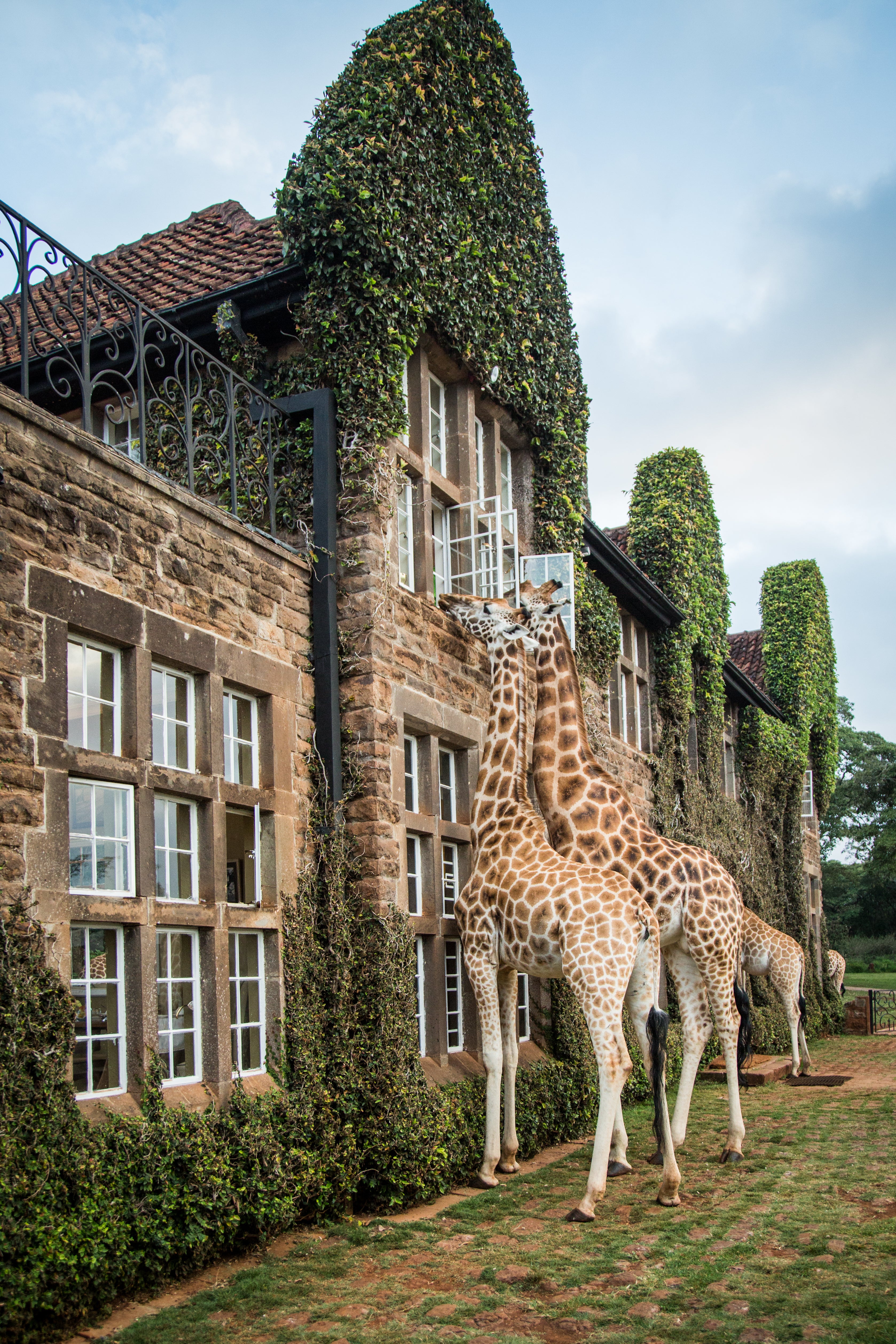 Giraffe Manor