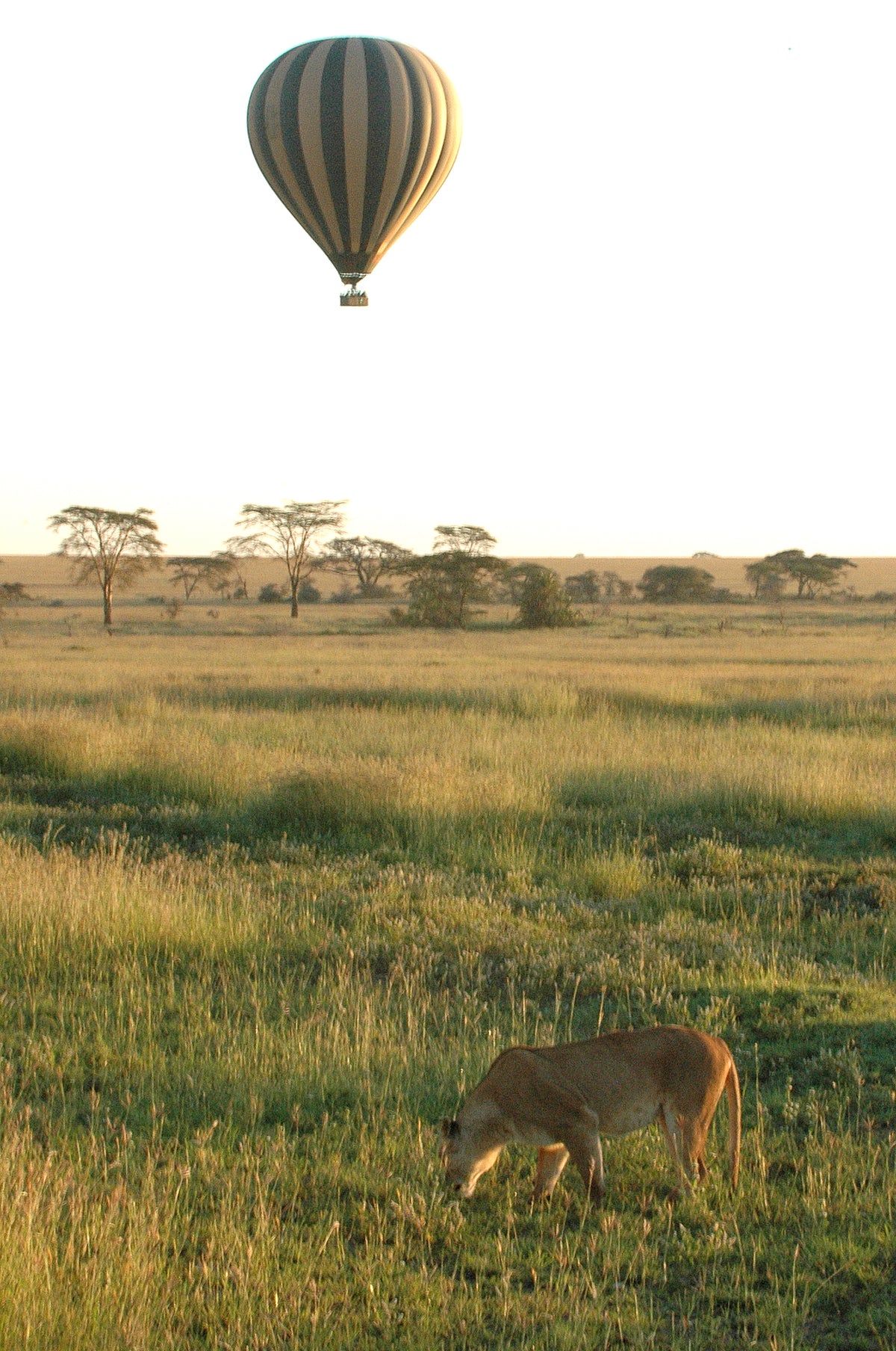 Hot Air Balloon Safari (Additional Cost)