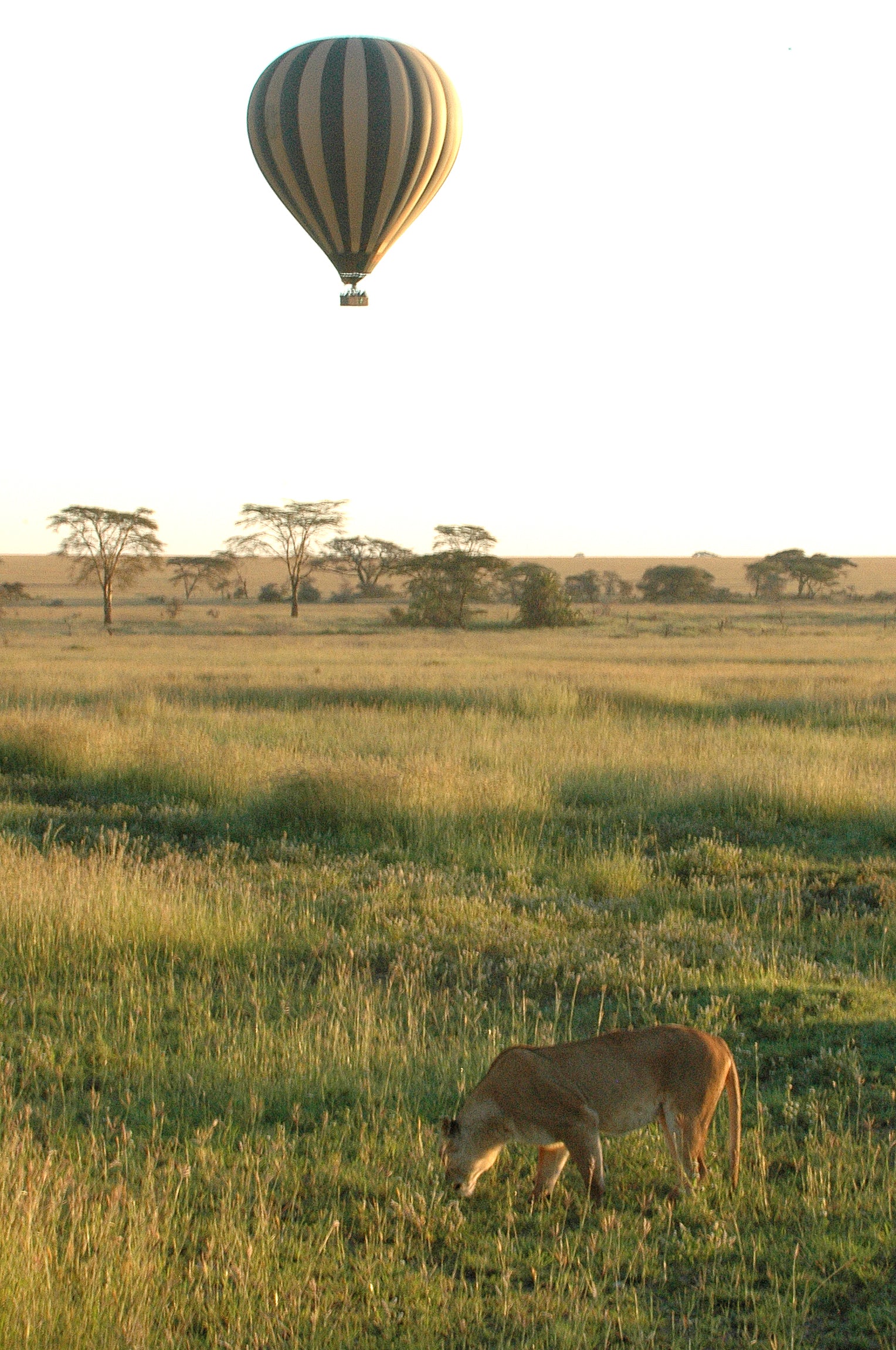 Hot Air Balloon Safari (Additional Cost)