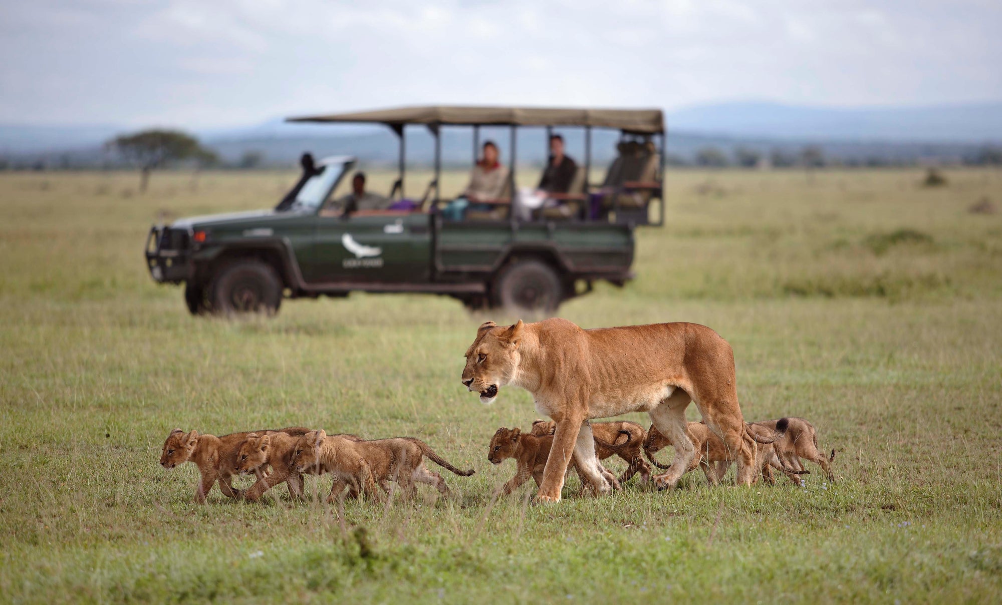 Safari Game Drives (included)