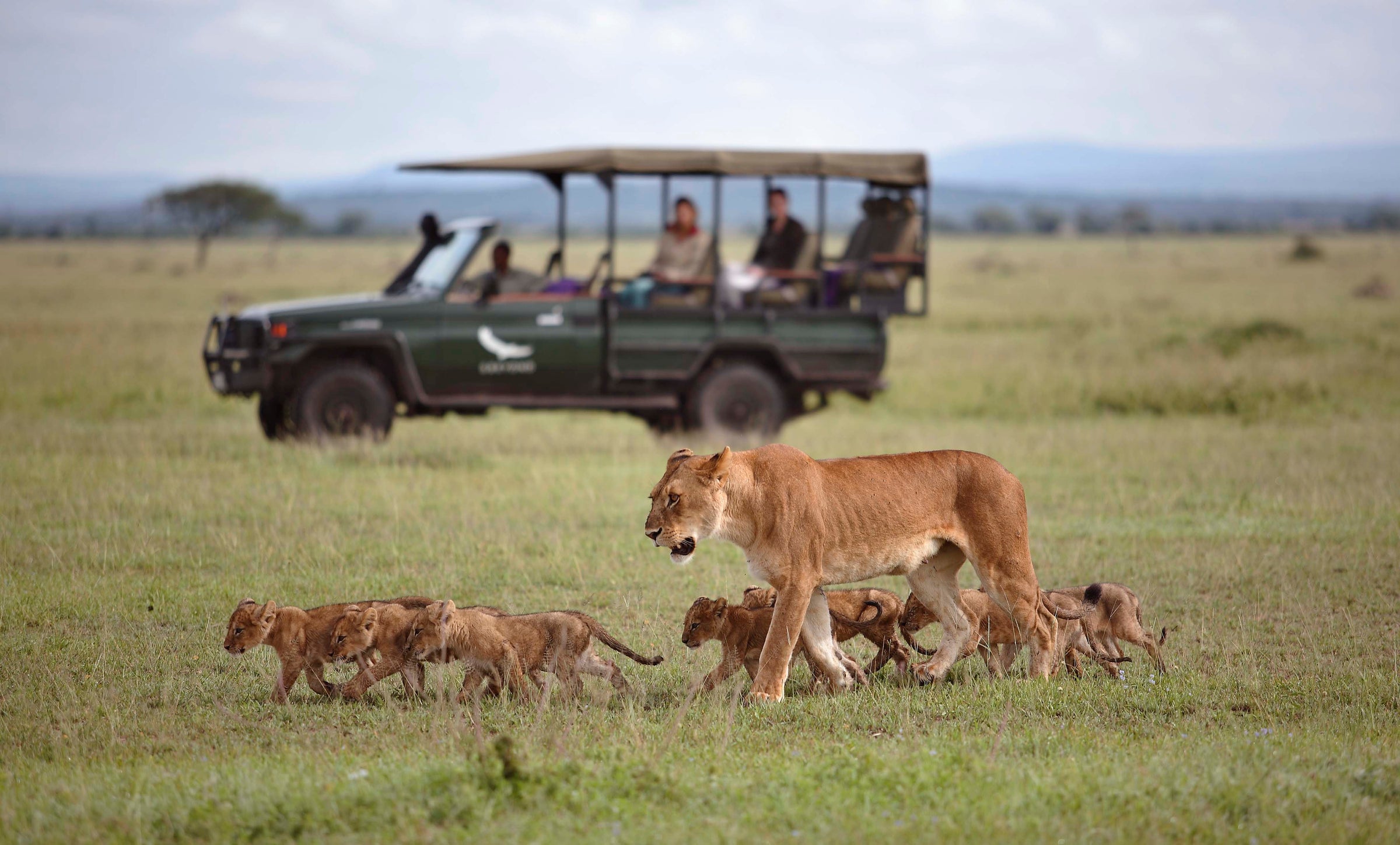 Safari Game Drives (included)