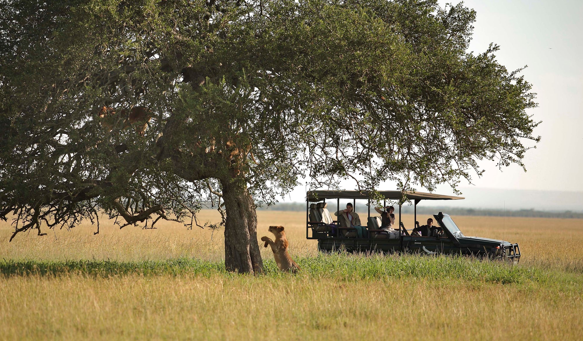 Safari Game Drives (included)