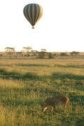 Featured image.