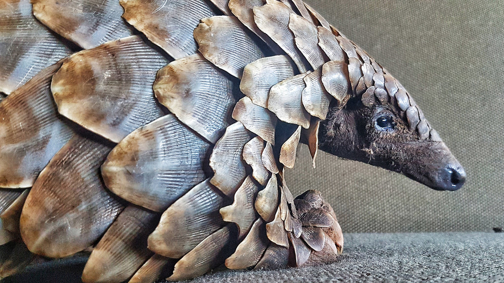 Pangolin Conservation Experience (additional cost)