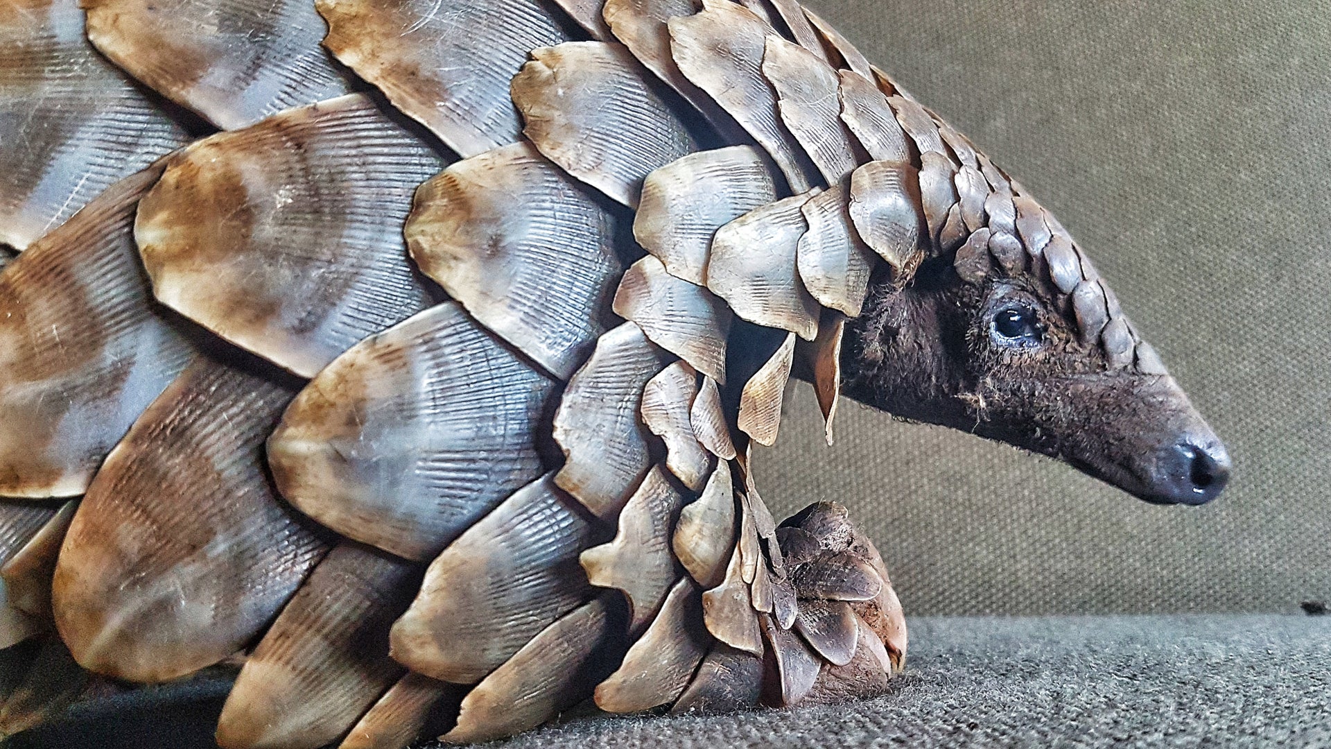 Pangolin Conservation Experience (additional cost)