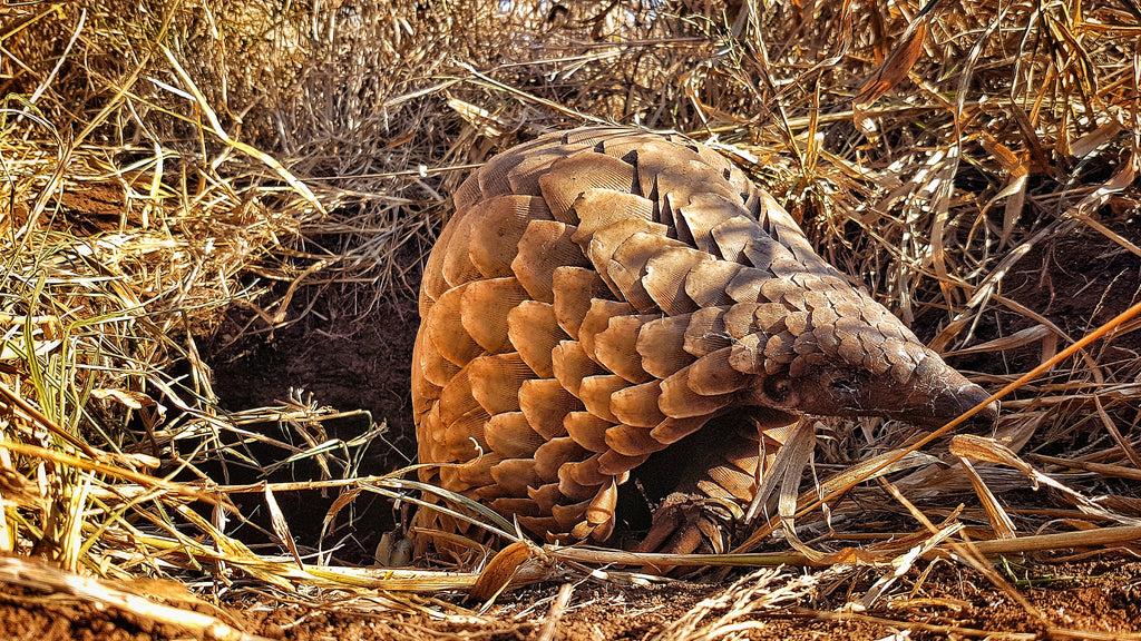 Pangolin Conservation Experience (additional cost)