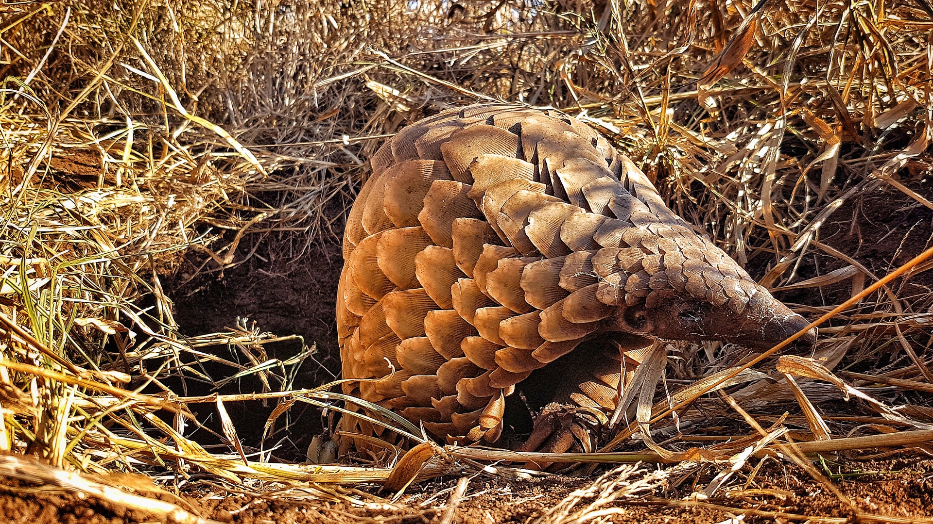 Pangolin Conservation Experience (additional cost)