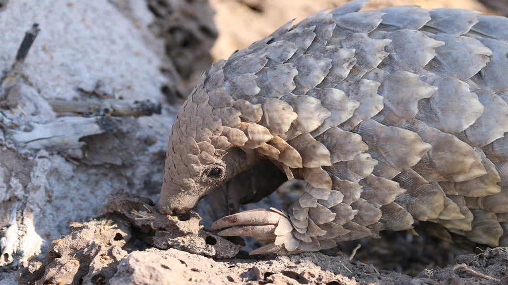 Pangolin Conservation Experience (additional cost)