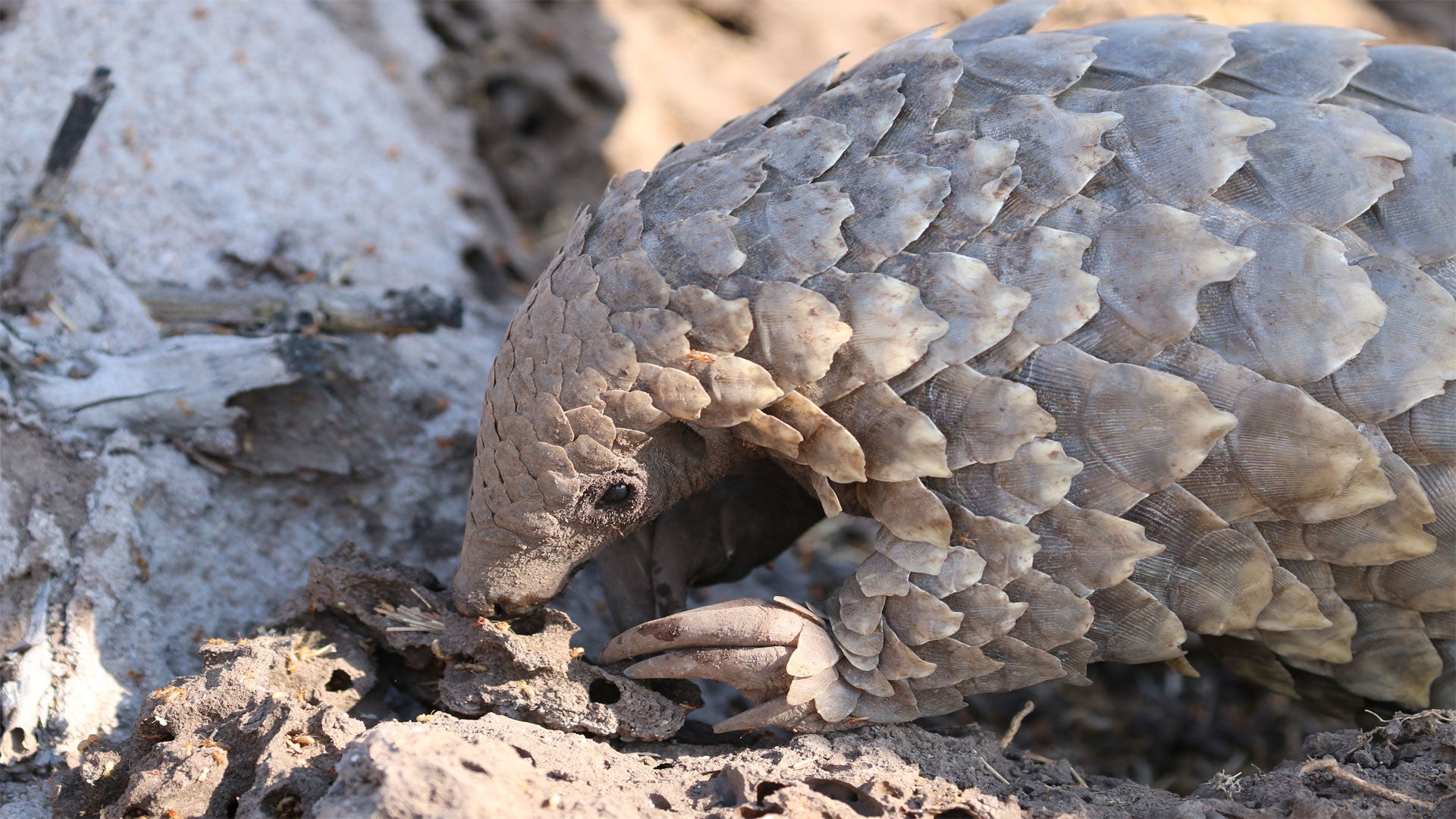 Pangolin Conservation Experience (additional cost)