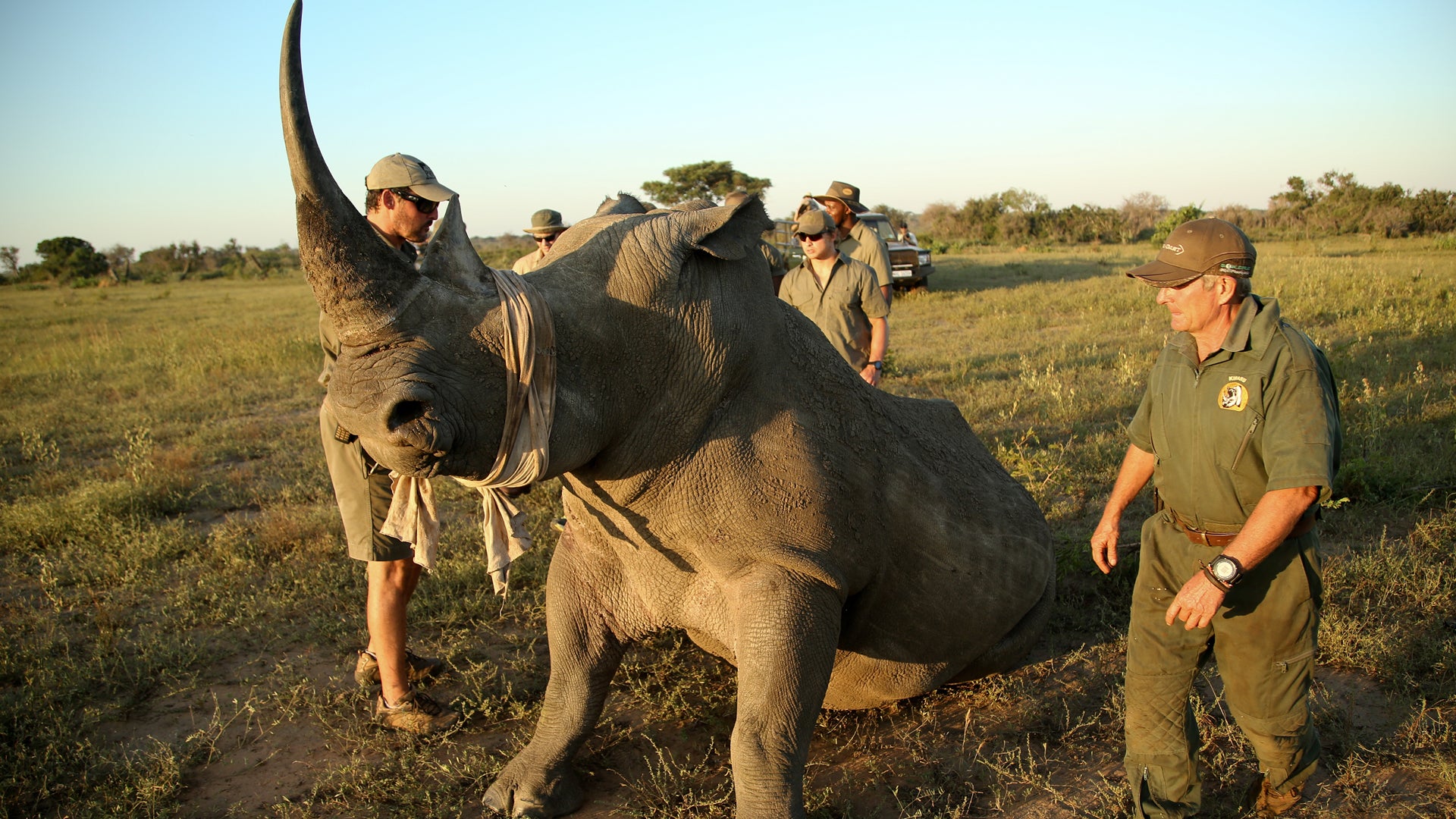 Rhino Conservation Experience (additional cost)
