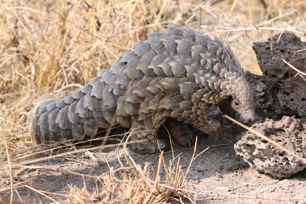Pangolin Conservation Experience (additional cost)