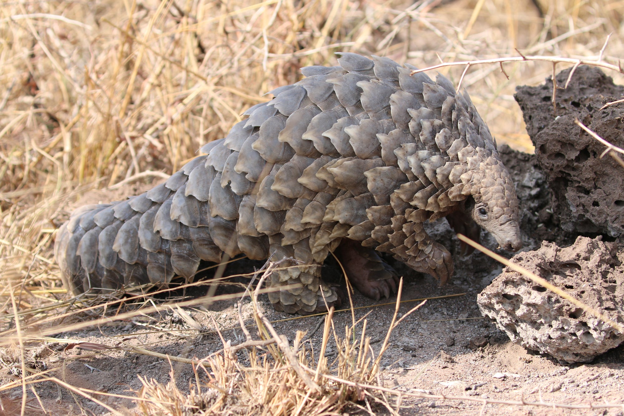 Pangolin Conservation Experience (additional cost)