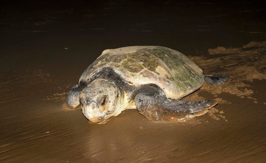 Turtle Nesting Adventure (additional cost)