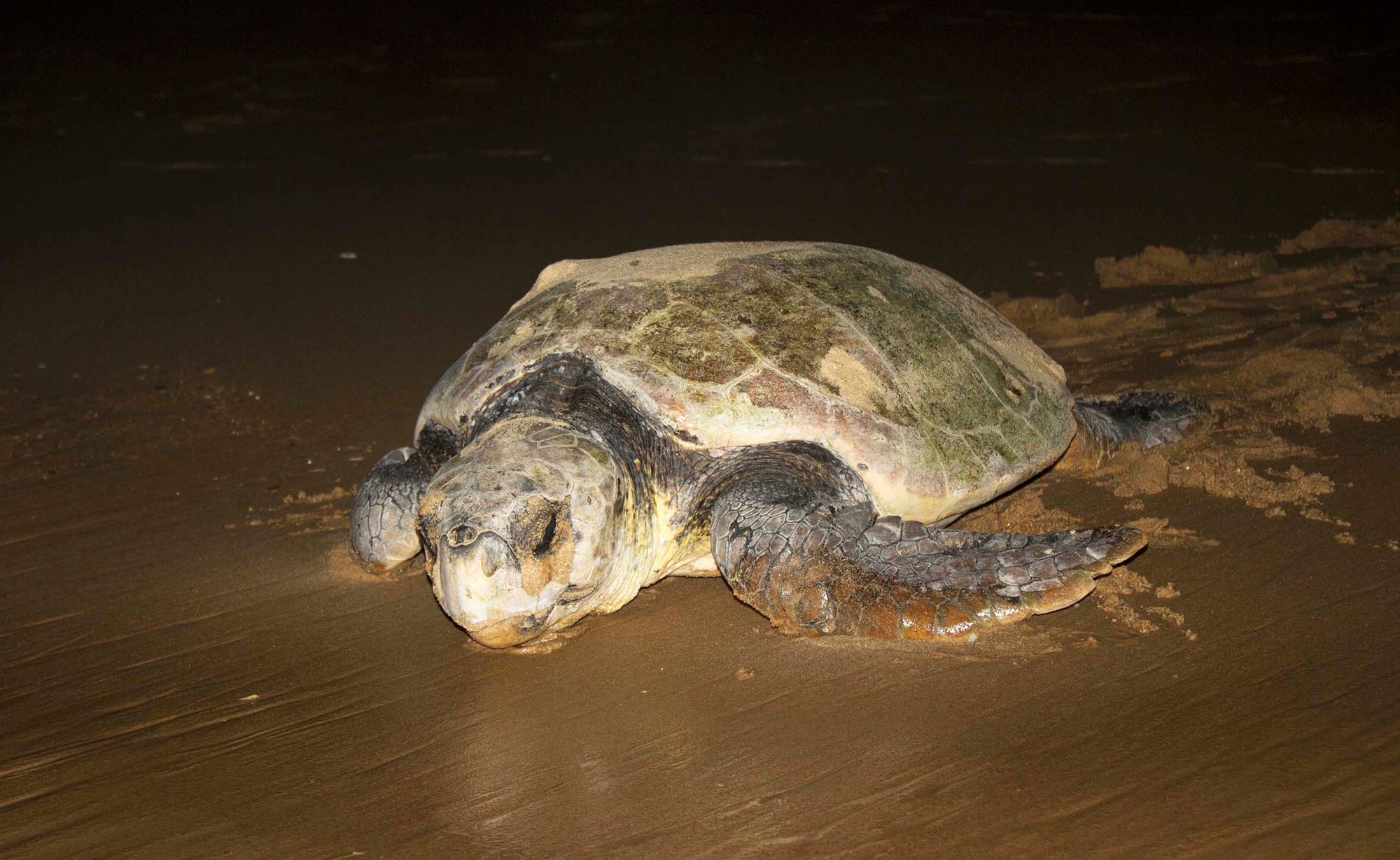 Turtle Nesting Adventure (additional cost)