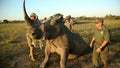 Rhino Conservation Experience (additional cost)