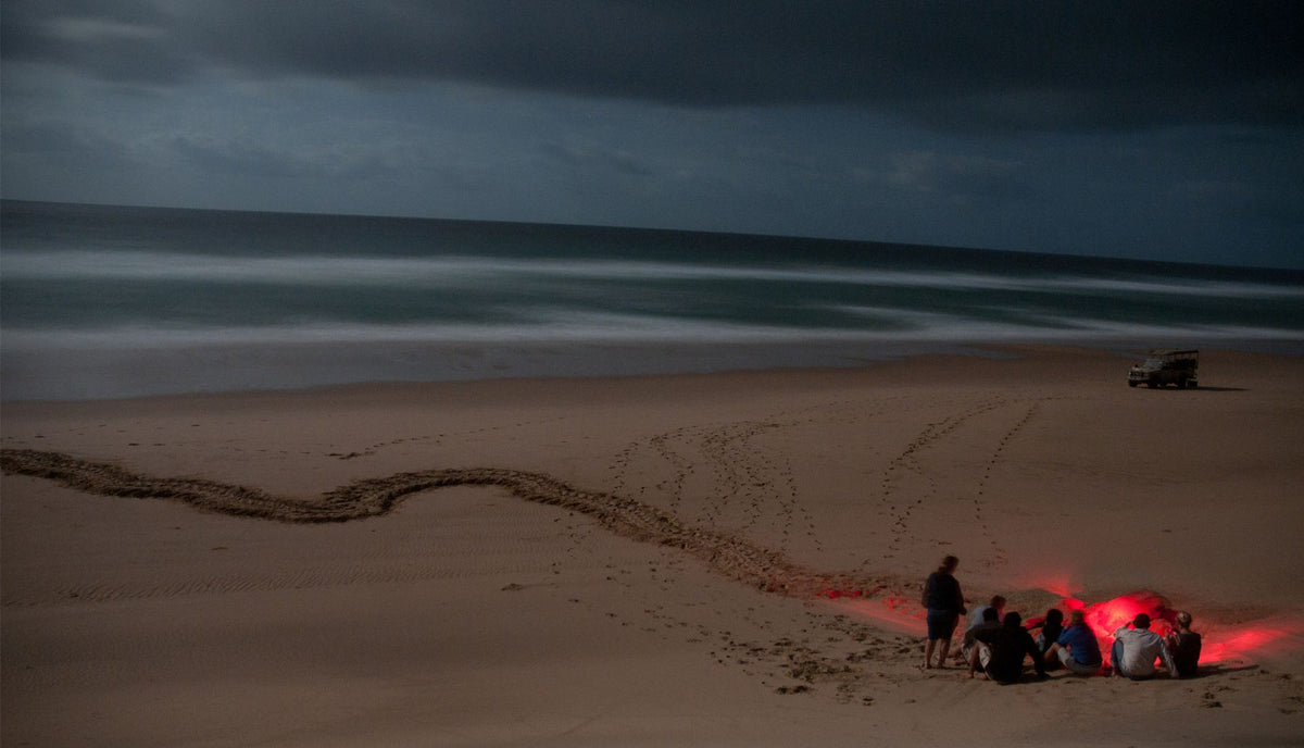 Turtle Nesting Adventure (additional cost)