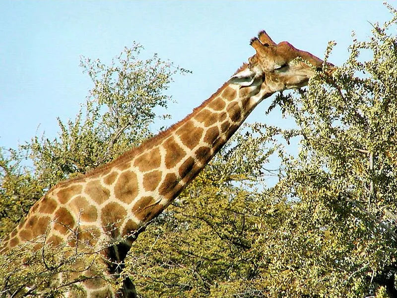 Giraffe at Etosha Pan, Etosha National Park, Namibia.