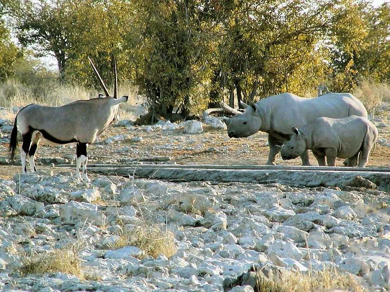 Rhino and Oryx at Etosha Pan, Etosha National Park, Namibia.