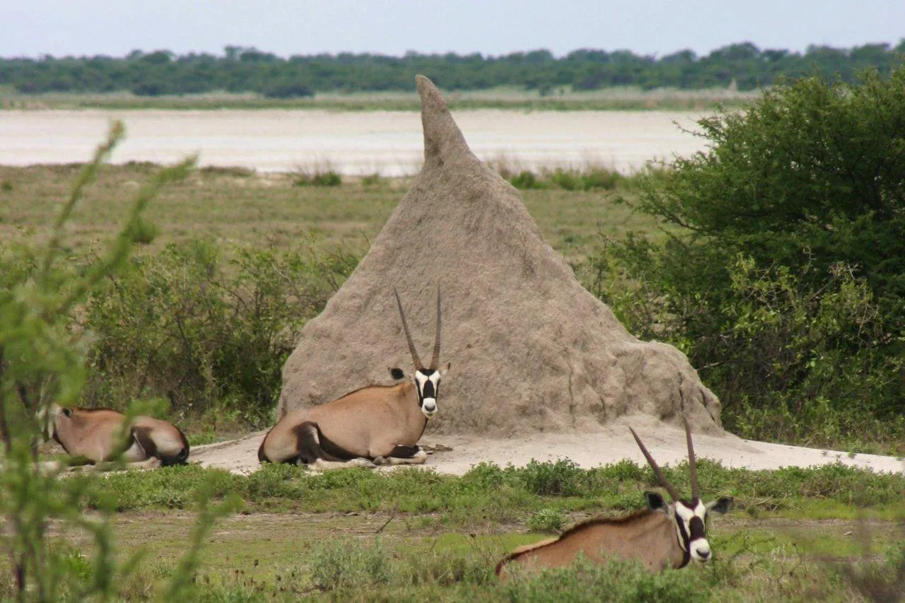 Etosha Pan at Etosha Pan, Etosha National Park, Namibia.