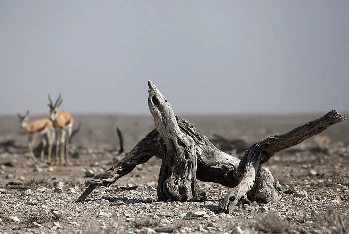 Etosha Pan, Etosha National Park, Namibia gallery image 12.