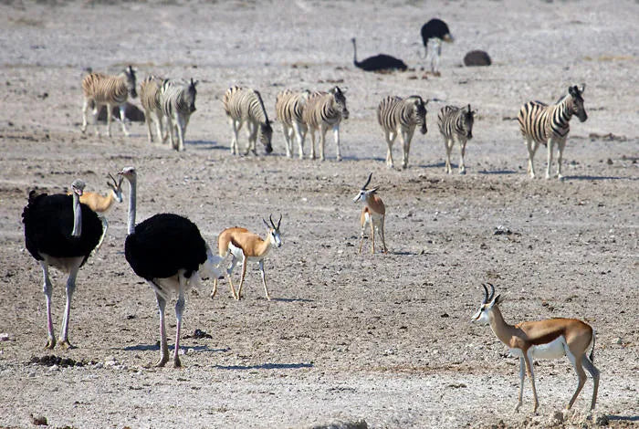 Etosha Pan, Etosha National Park, Namibia gallery image 6.