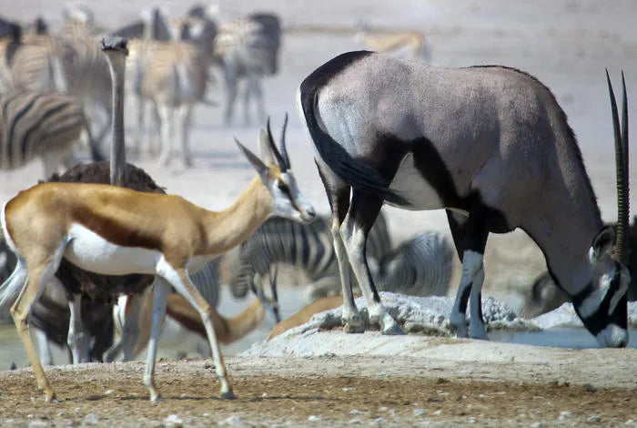 Etosha Pan, Etosha National Park, Namibia featured image.