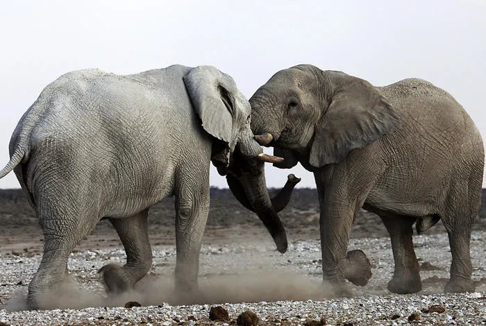 Etosha Pan, Etosha National Park, Namibia gallery image 3.