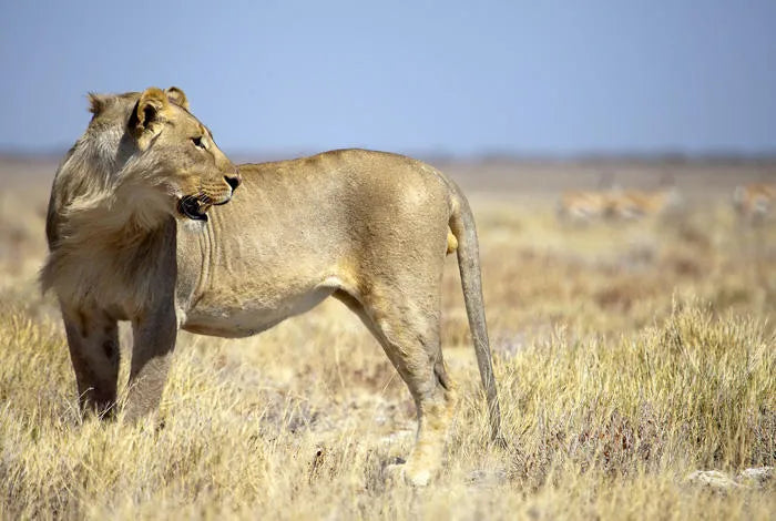 Etosha Pan, Etosha National Park, Namibia gallery image 4.