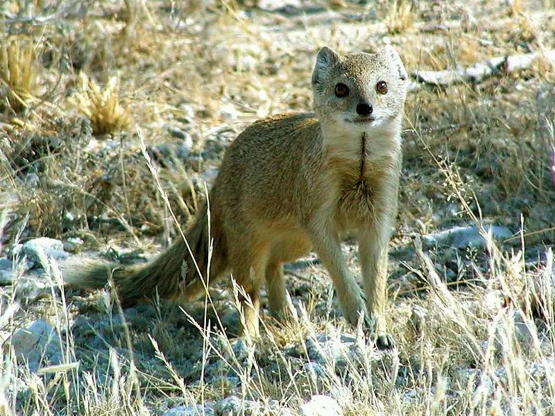 Mongoose at Etosha Pan, Etosha National Park, Namibia.