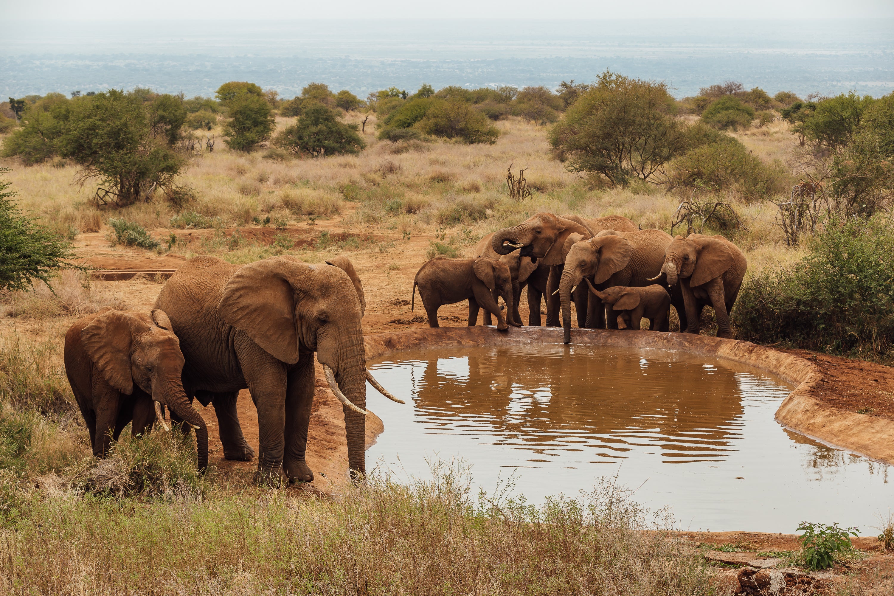 Water hole