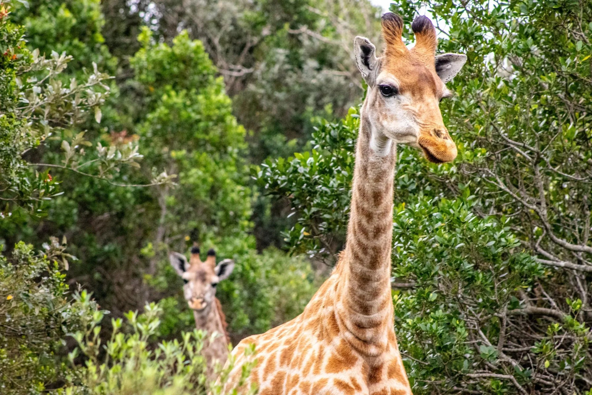 Wildlife - Giraffe at Oceana Beach & Wildlife Reserve, Port Alfred, South Africa.
