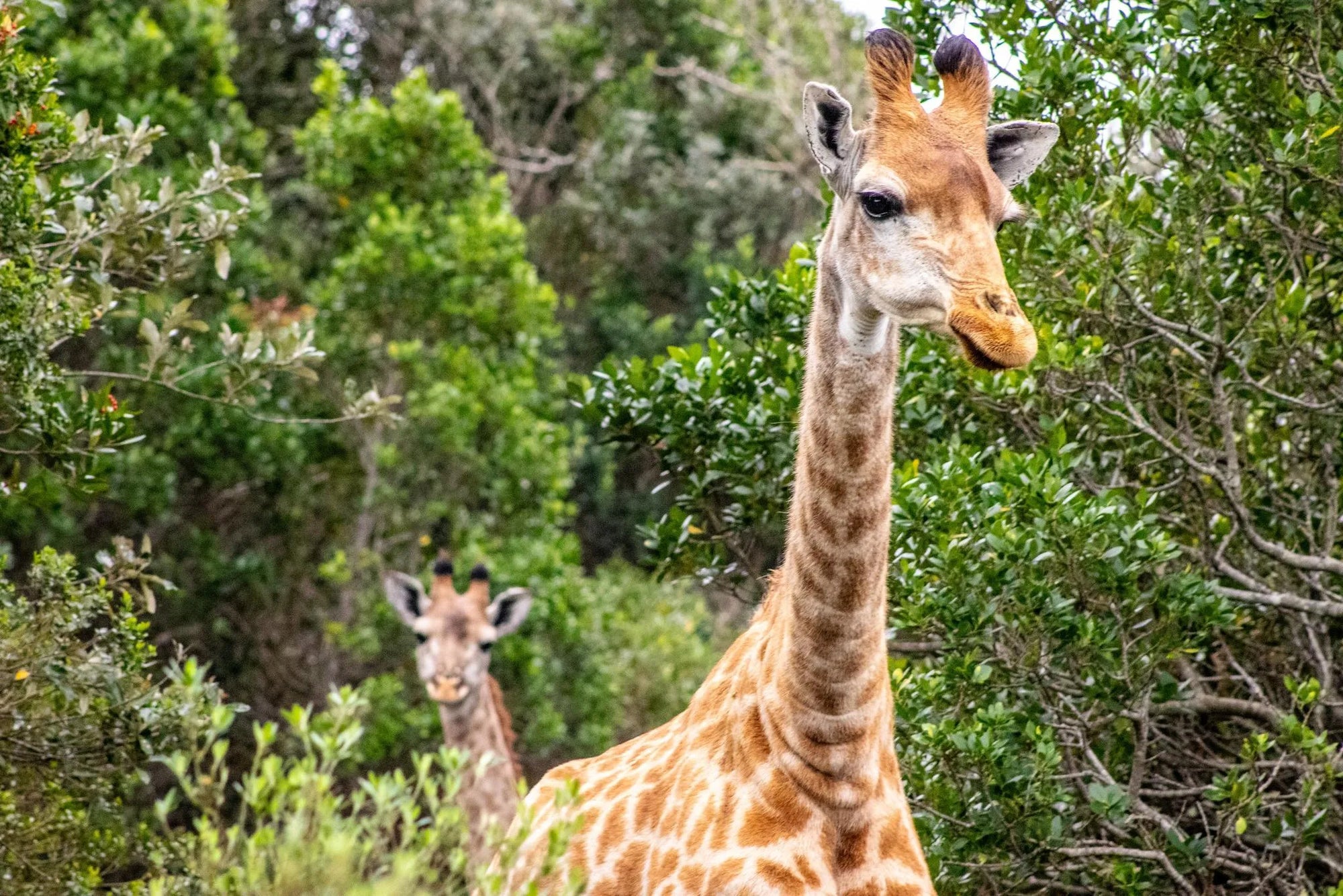 Wildlife - Giraffe at Oceana Beach & Wildlife Reserve, Port Alfred, South Africa.