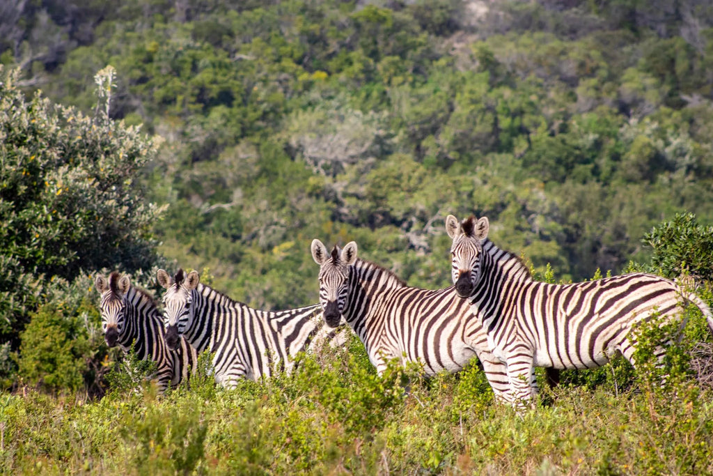 Wildlife - Zebra at Oceana Beach & Wildlife Reserve, Port Alfred, South Africa.