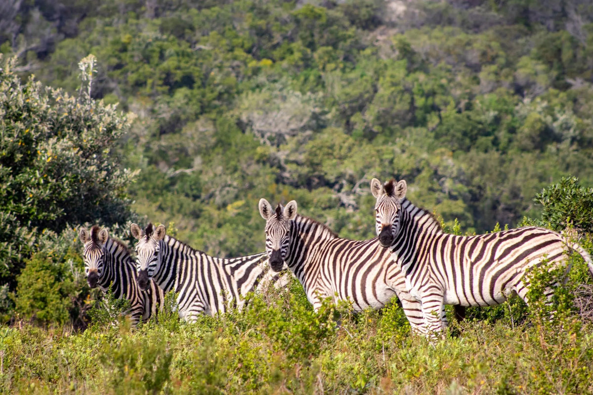Wildlife - Zebra at Oceana Beach & Wildlife Reserve, Port Alfred, South Africa.