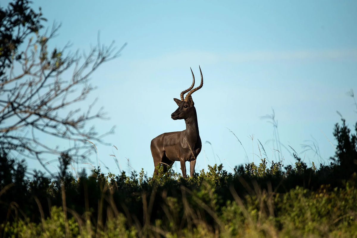 Wildlife - Black Impala