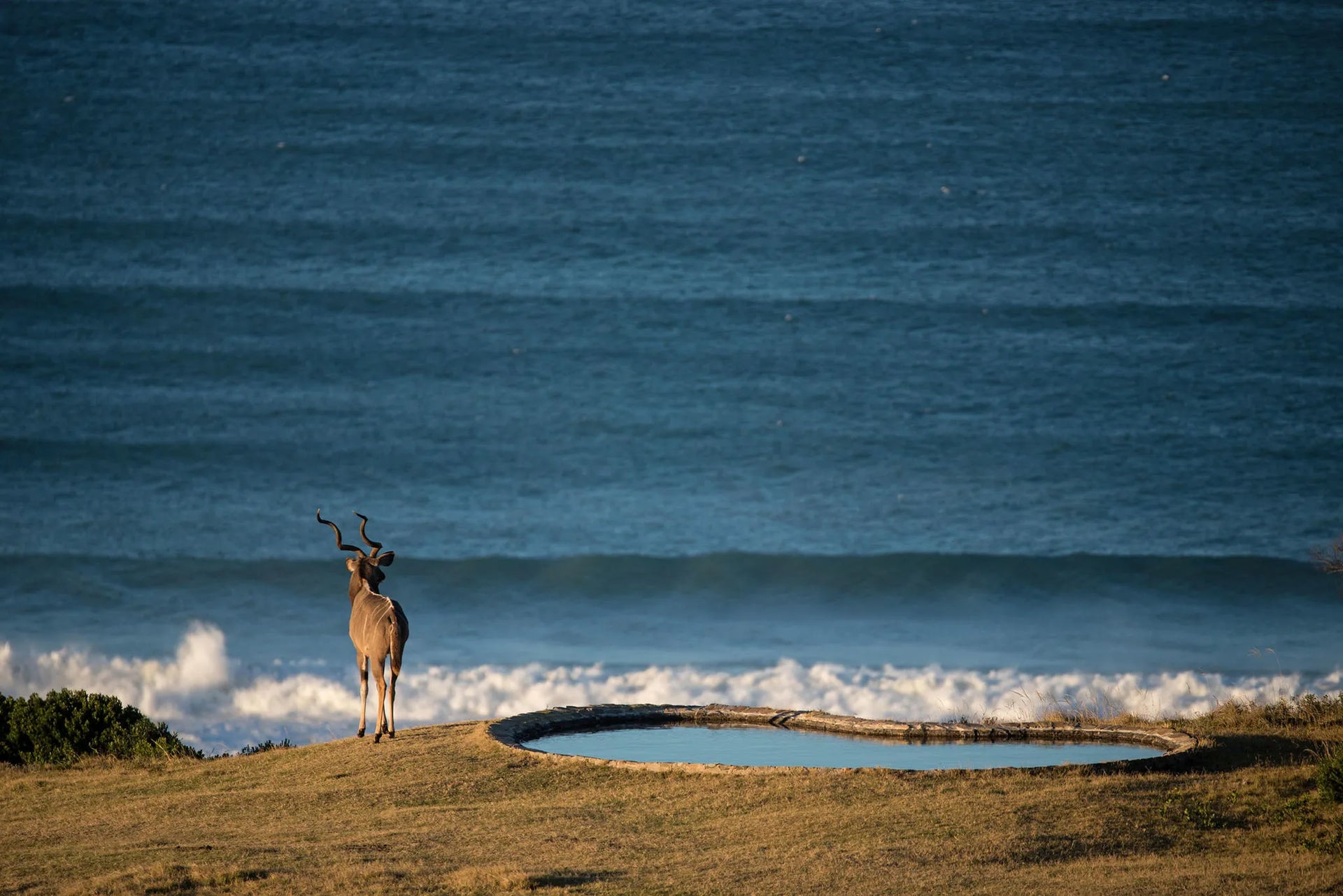 Wildlife