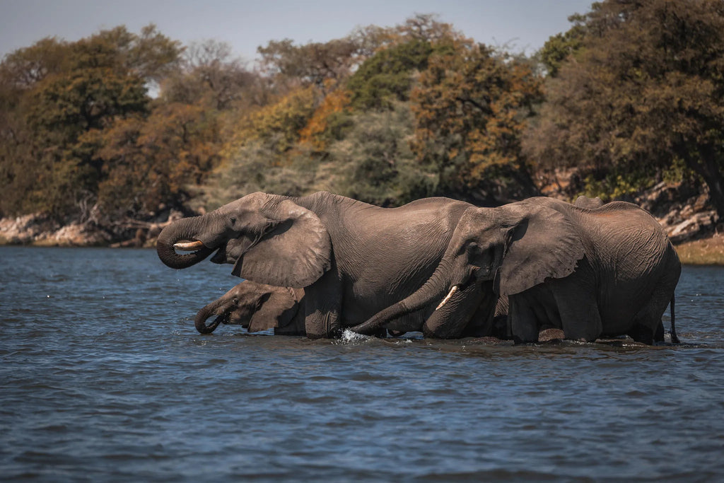 Elephants at Zambezi Queen by Mantis, Chobe River Front Namibia, Namibia.