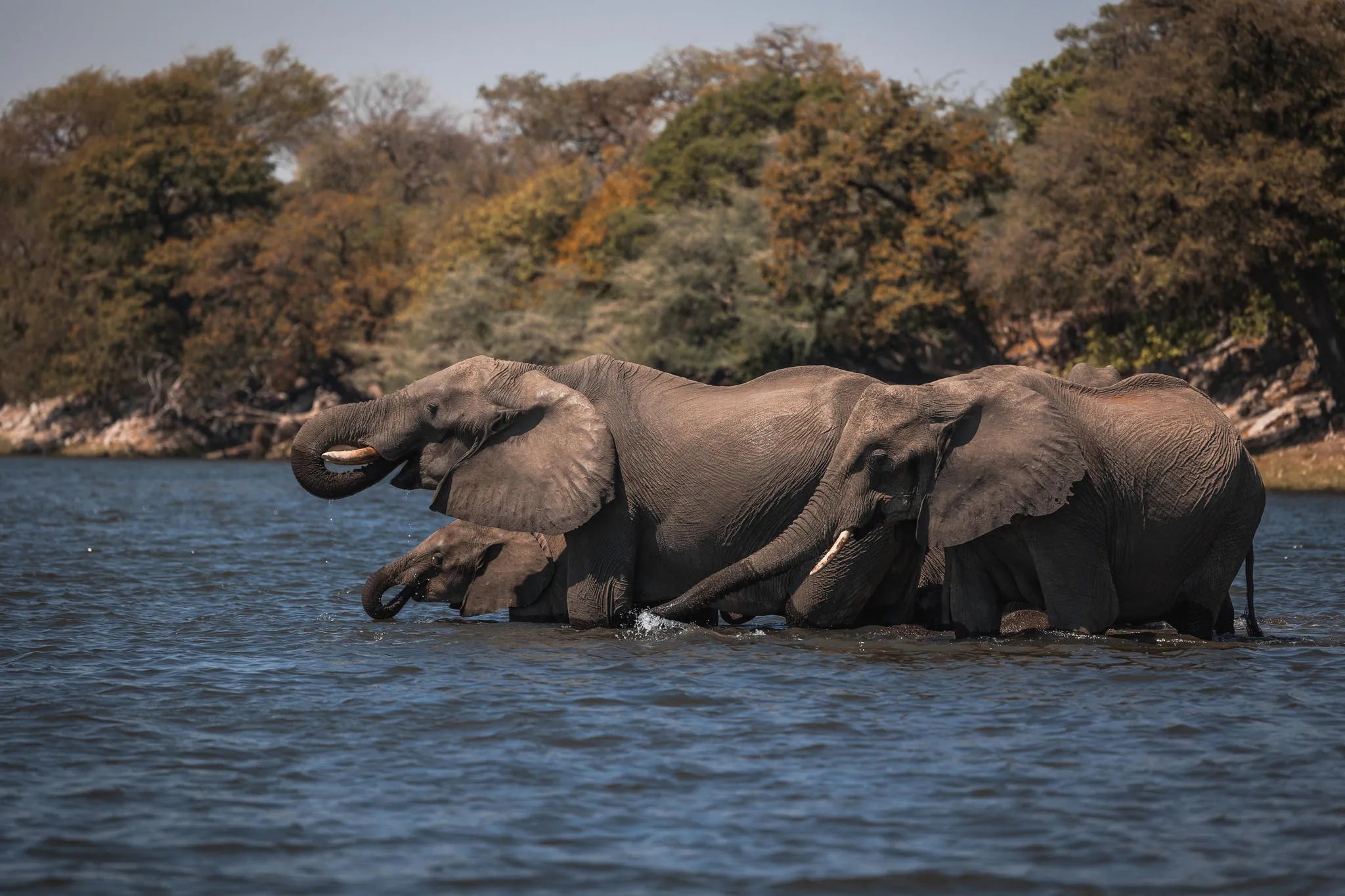 Elephants at Zambezi Queen by Mantis, Chobe River Front Namibia, Namibia.