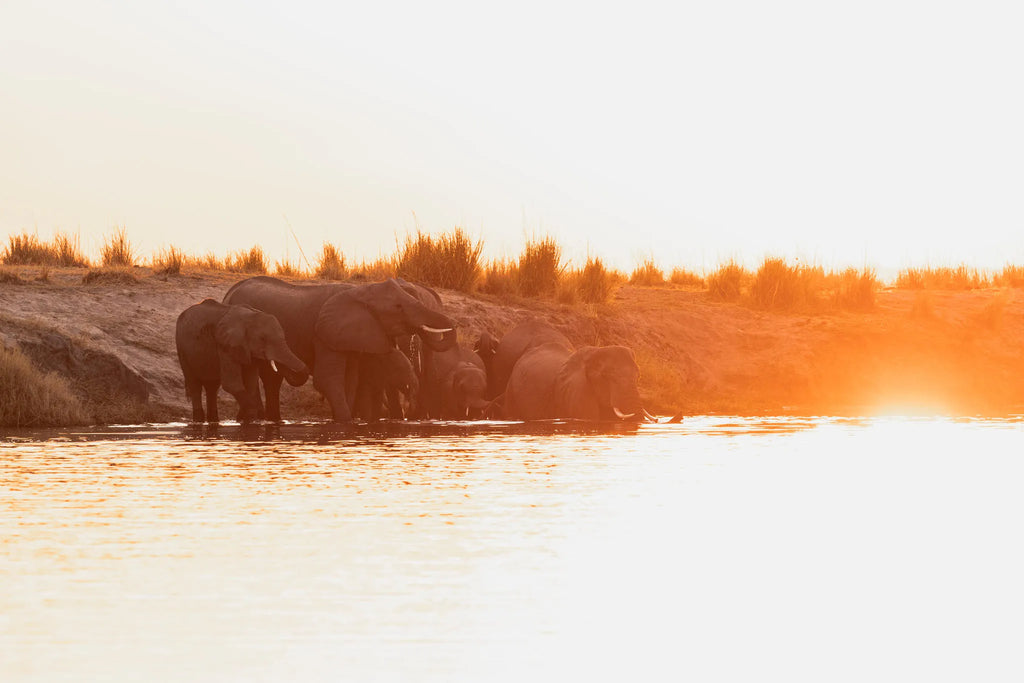 Elephants at Zambezi Queen by Mantis, Chobe River Front Namibia, Namibia.