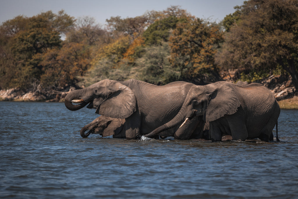 Elephants