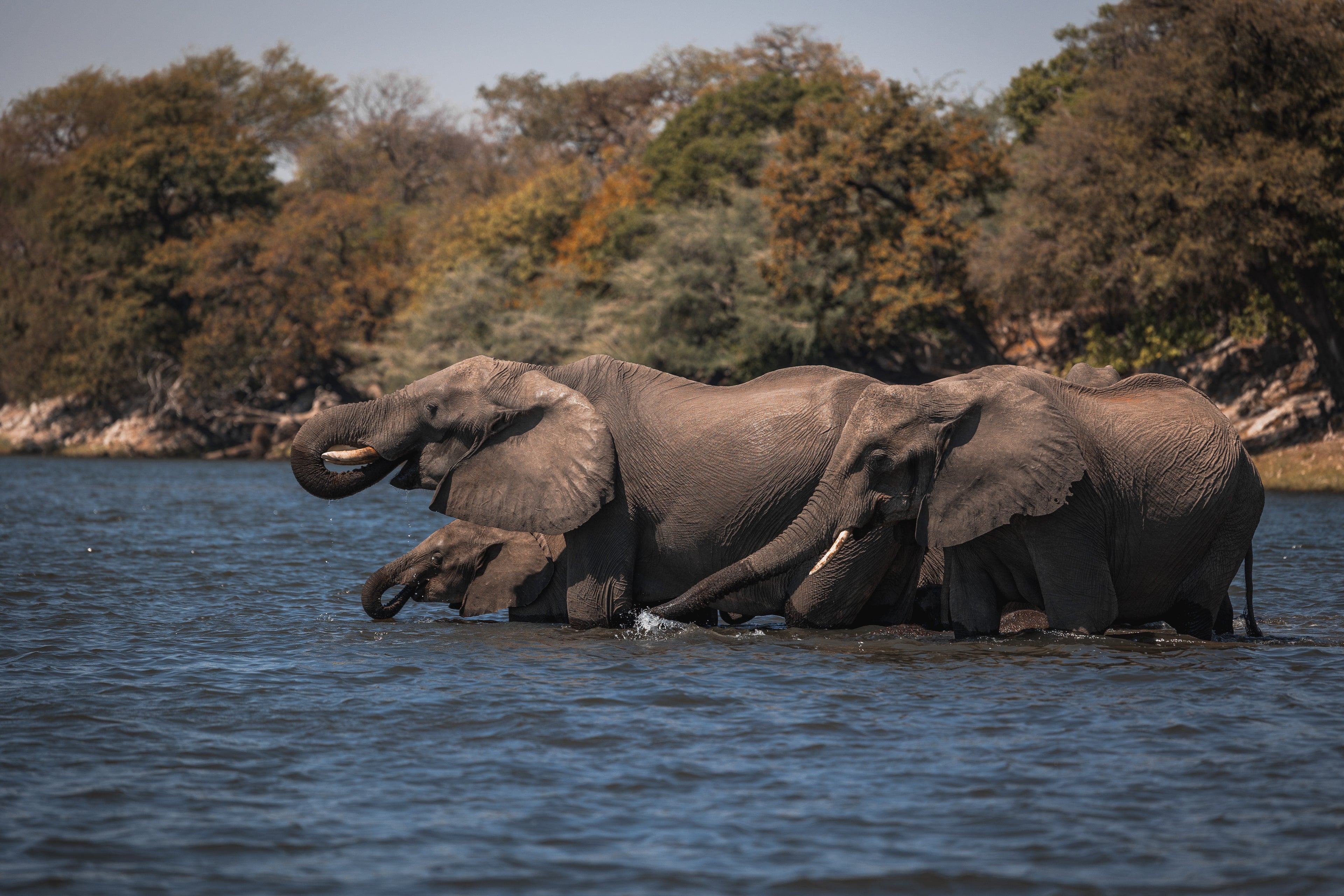 Elephants