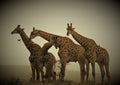 Evening Game Drive