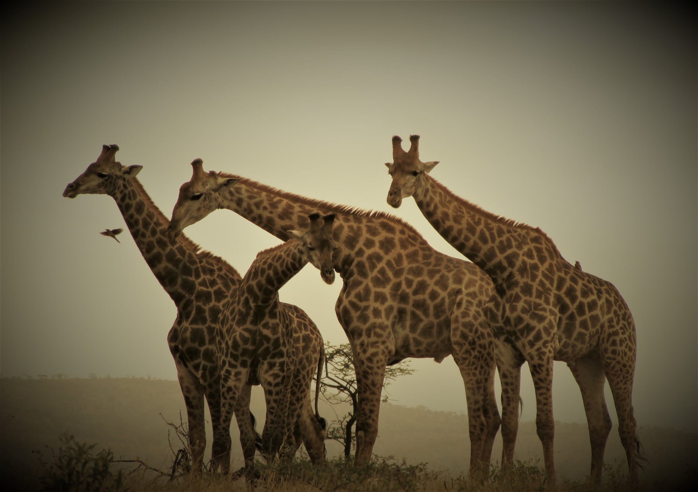 Leopard Mountain Safari Lodge — Evening Game Drive