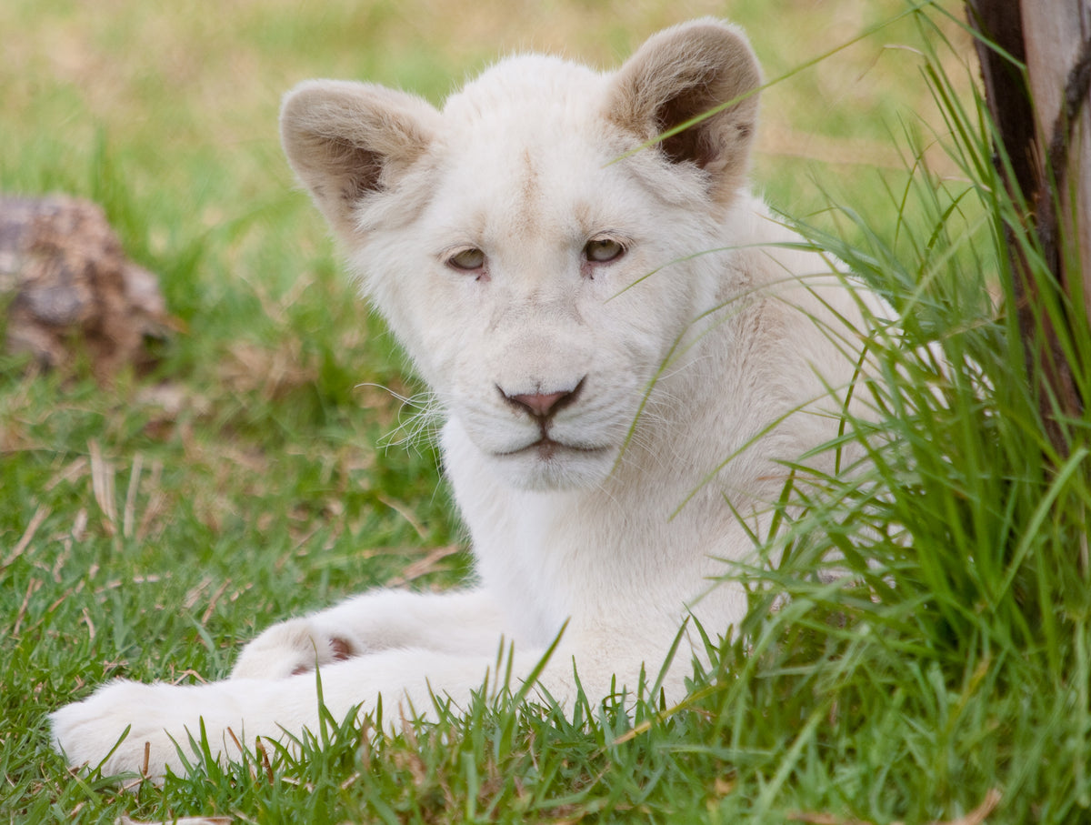 Drakenstein Lion Park