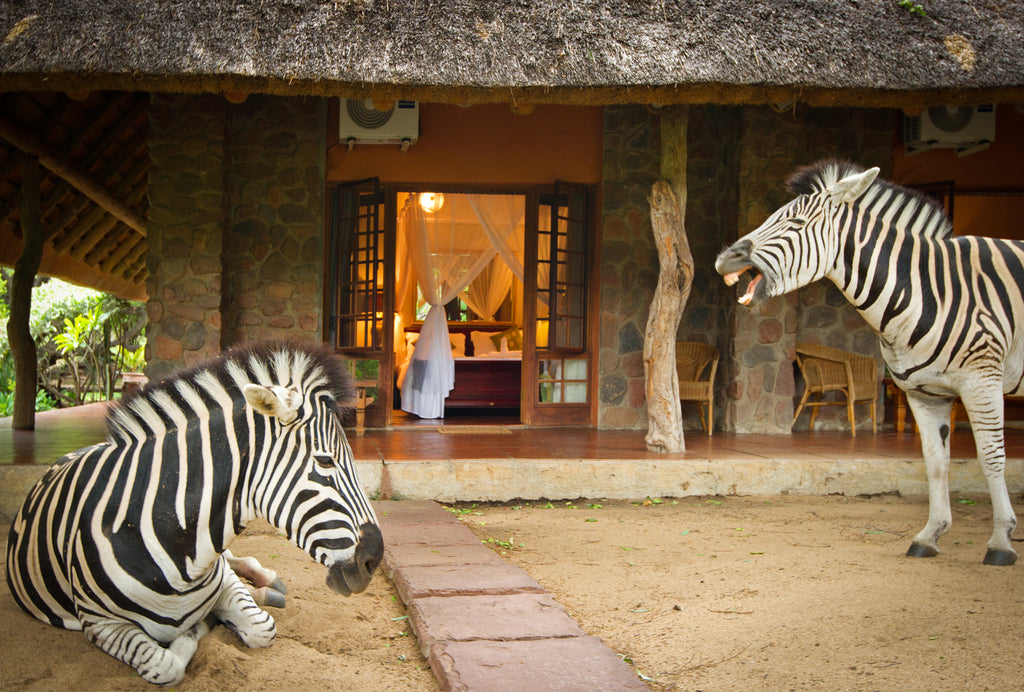 Zebras Relaxing Outside a Luxury Room
