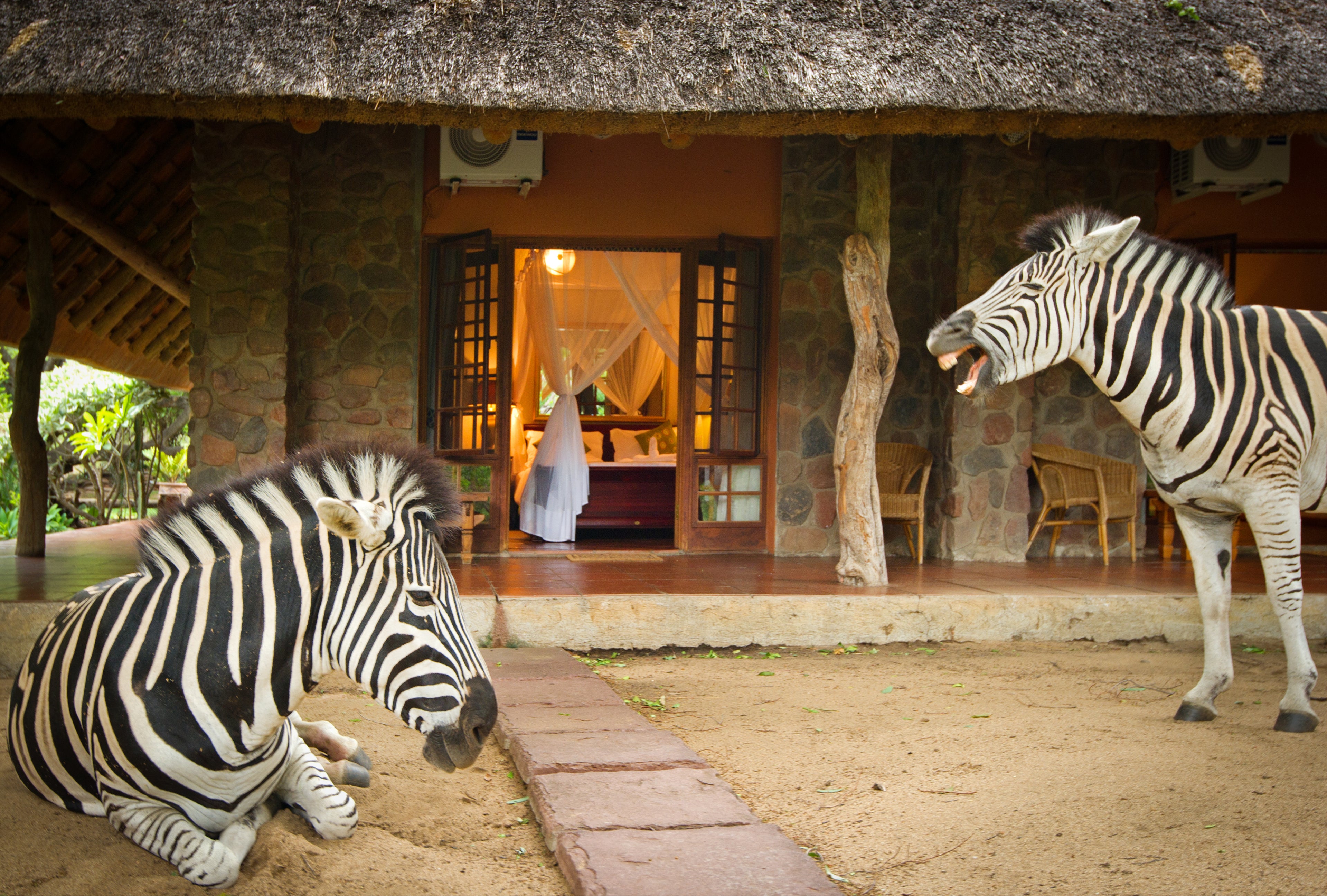 Zebras Relaxing Outside a Luxury Room