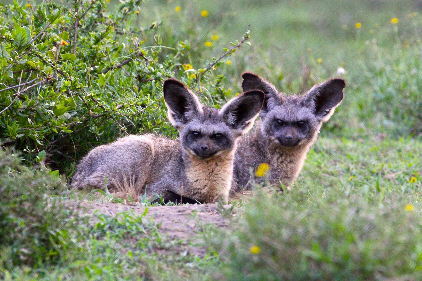 Oserengoni Wildlife Sanctuary