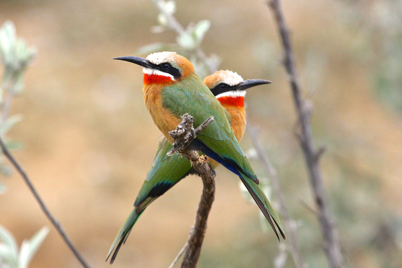 Oserengoni Wildlife Sanctuary